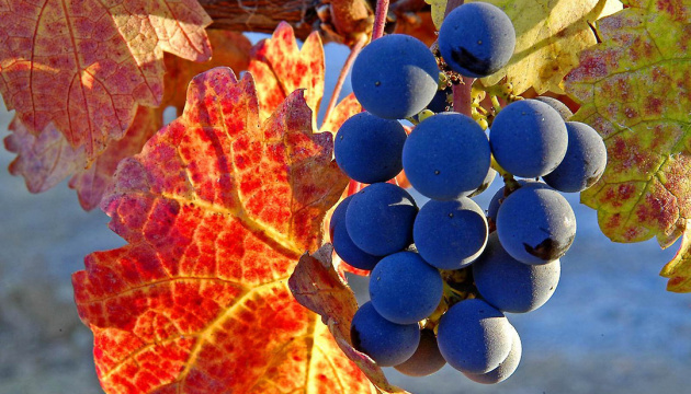 Погода на выходных порадует украинцев солнцем и умеренным теплом