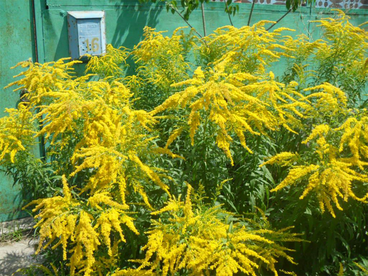 В Киеве наконец-то взялись бороться с амброзией и вводят карантин