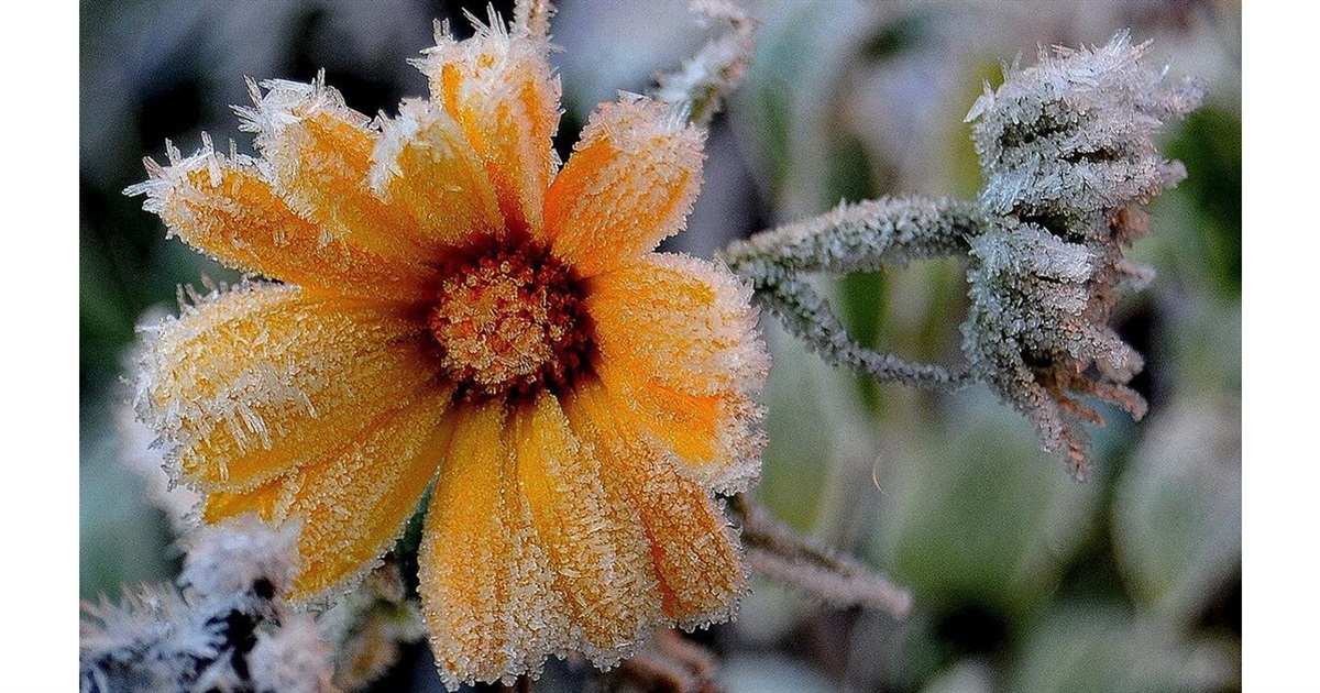 Як зберегти квіти від заморозків восени і взимку: поради городників