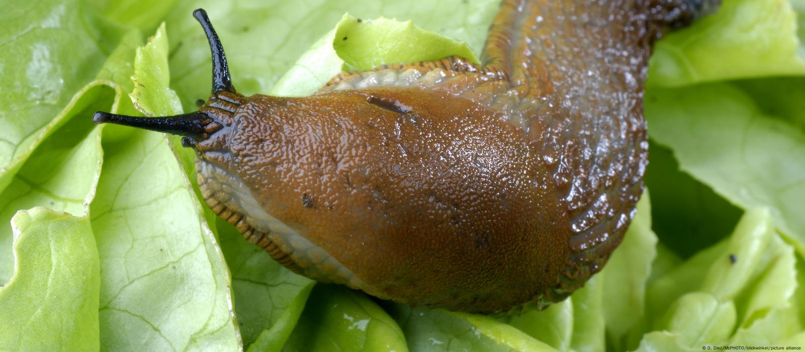 Чим вивести слимаків на городі та коли це найкраще робити