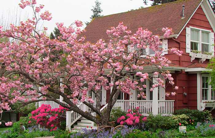 Які дерева краще садити біля дому, щоби не завдати шкоди спорудам