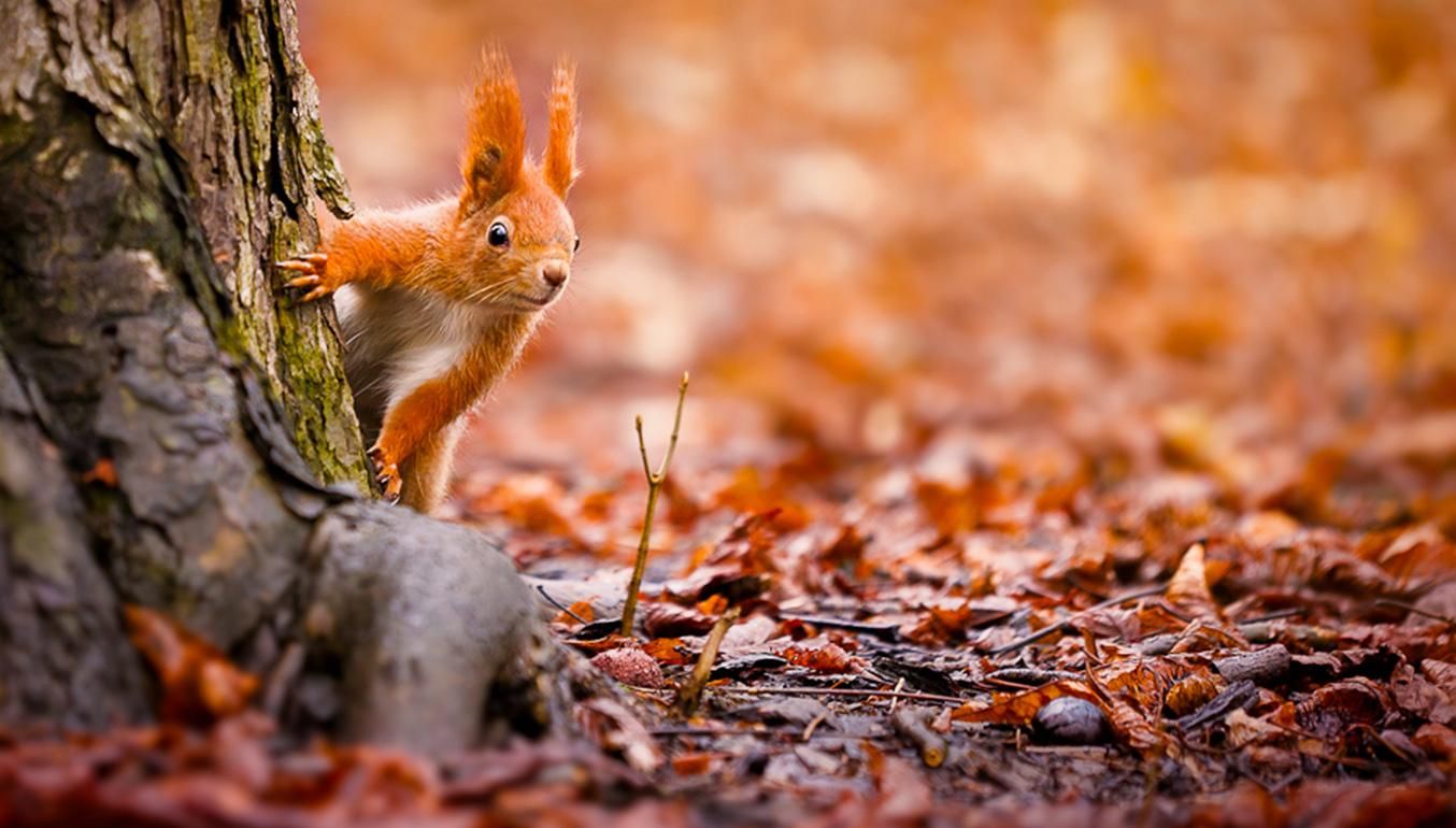 Поступово холодатиме і йтимуть дощі: синоптики розповіли про погоду в останні дні жовтня
