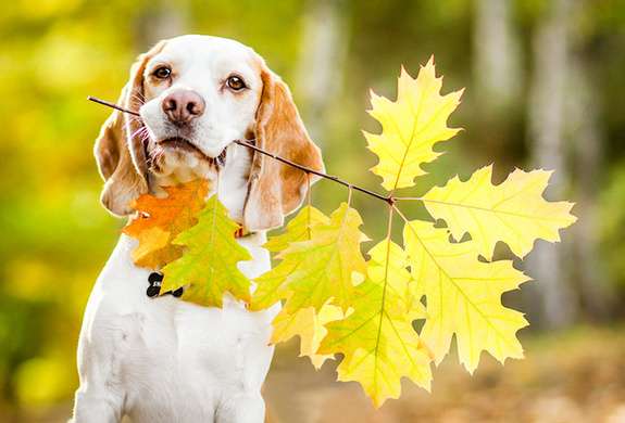 До +15 градусів: прогноз погоди на 7 листопада