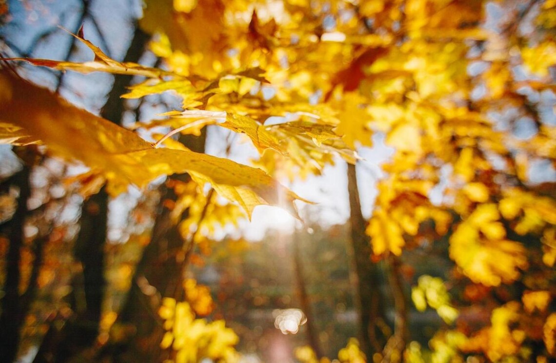 Тепла та суха погода в Україні збережеться до середини листопада