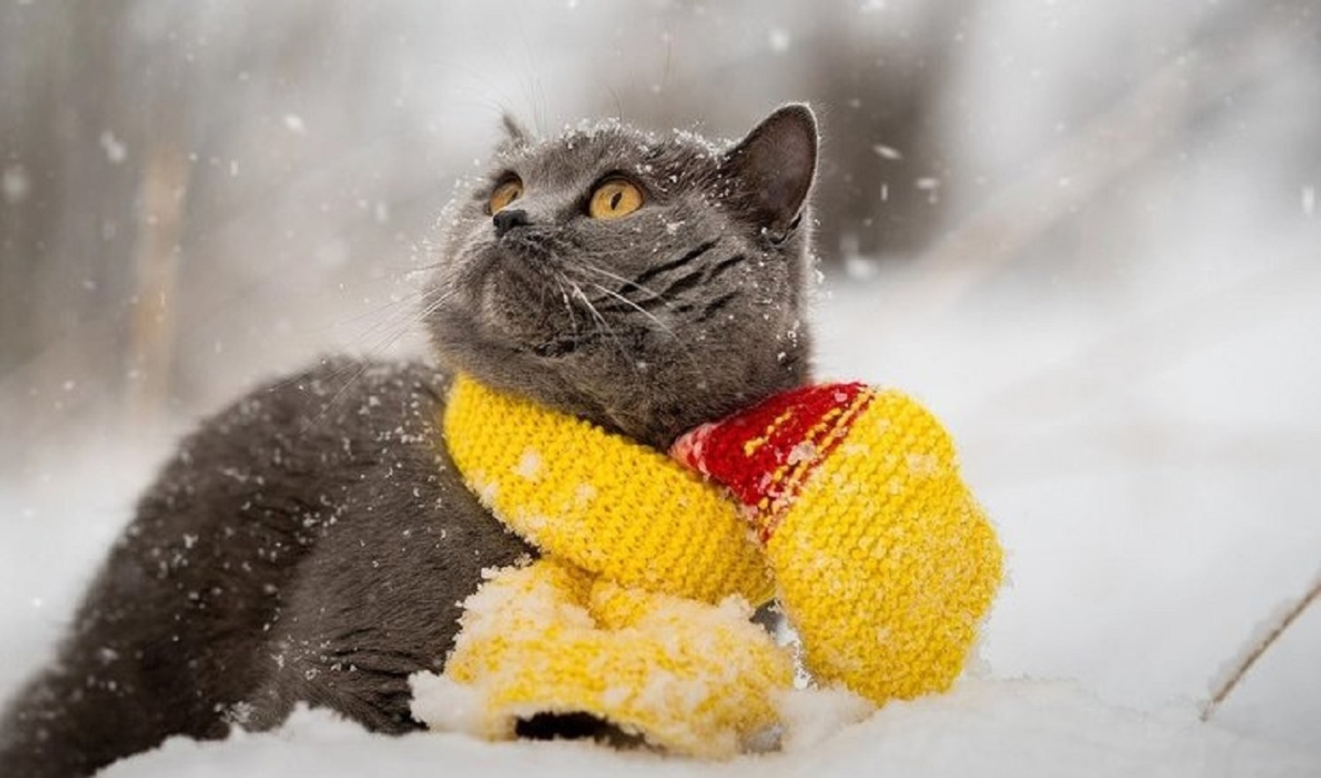 Мокрый снег: прогноз погоды на 13 ноября