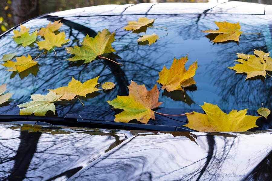 Почему нужно убирать с автомобилей опавшие листья: советы специалистов