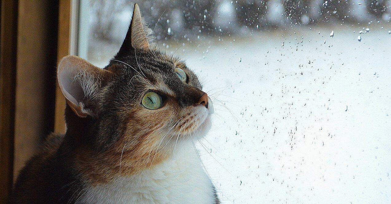 Потепління до +11 градусів: прогноз погоди на 29 листопада