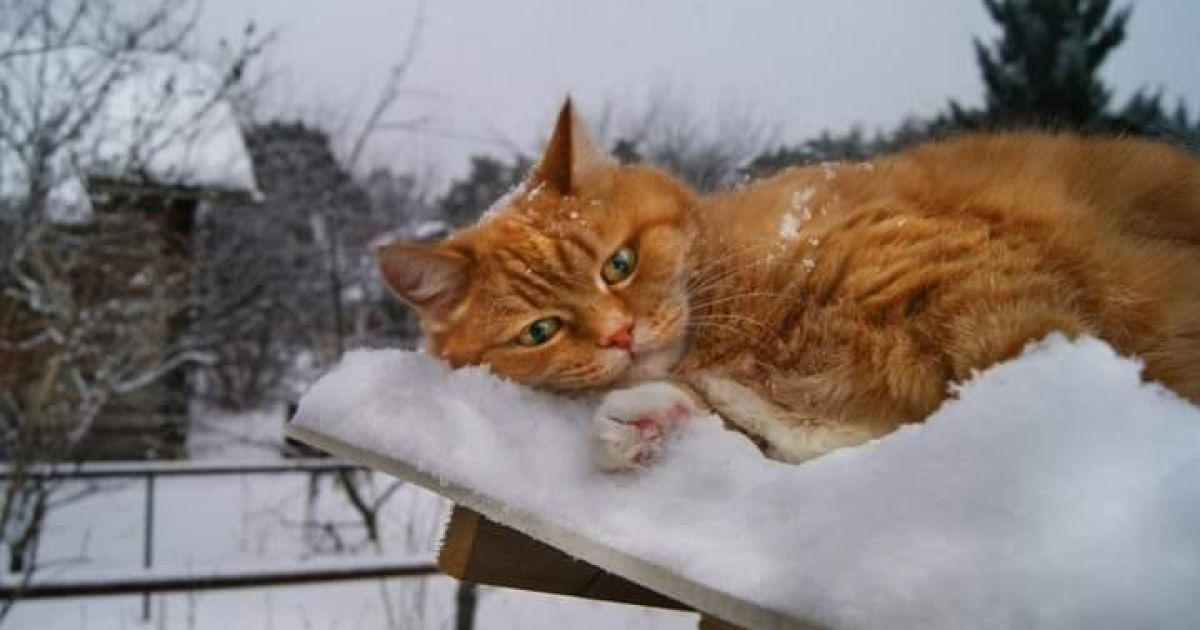 Подекули дощ та мокрий сніг: прогноз погоди на 28 листопада