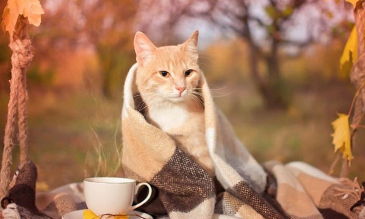 Тепло удержится: прогноз погоды на 8 ноября.