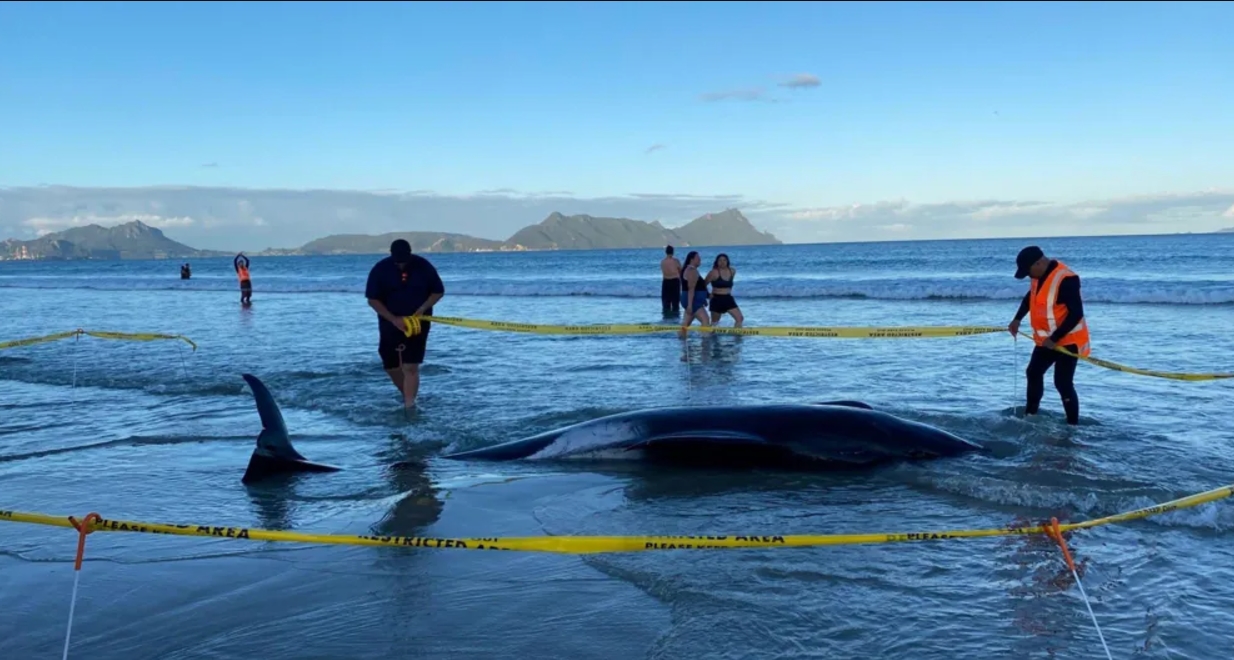 В Новой Зеландии удалось спасти более 30 китов, выбросившихся на берег