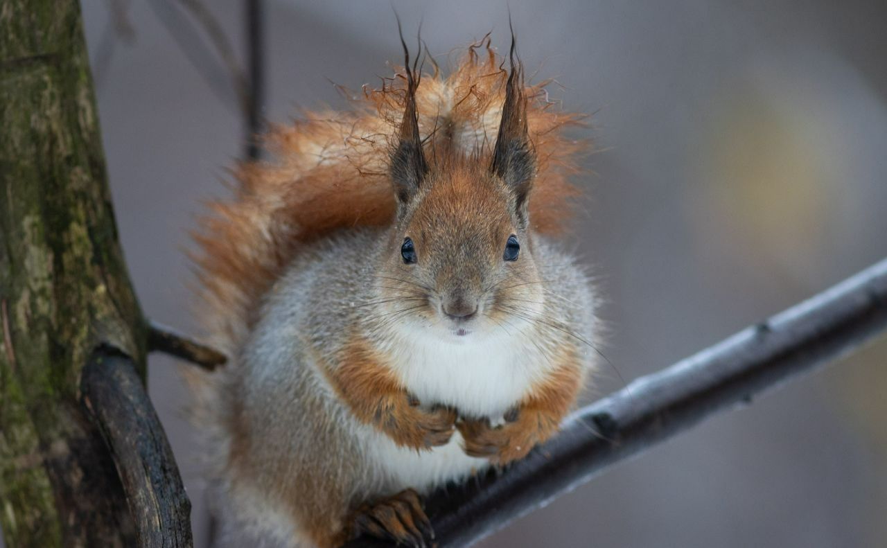 Без опадів: прогноз погоди на 1 січня