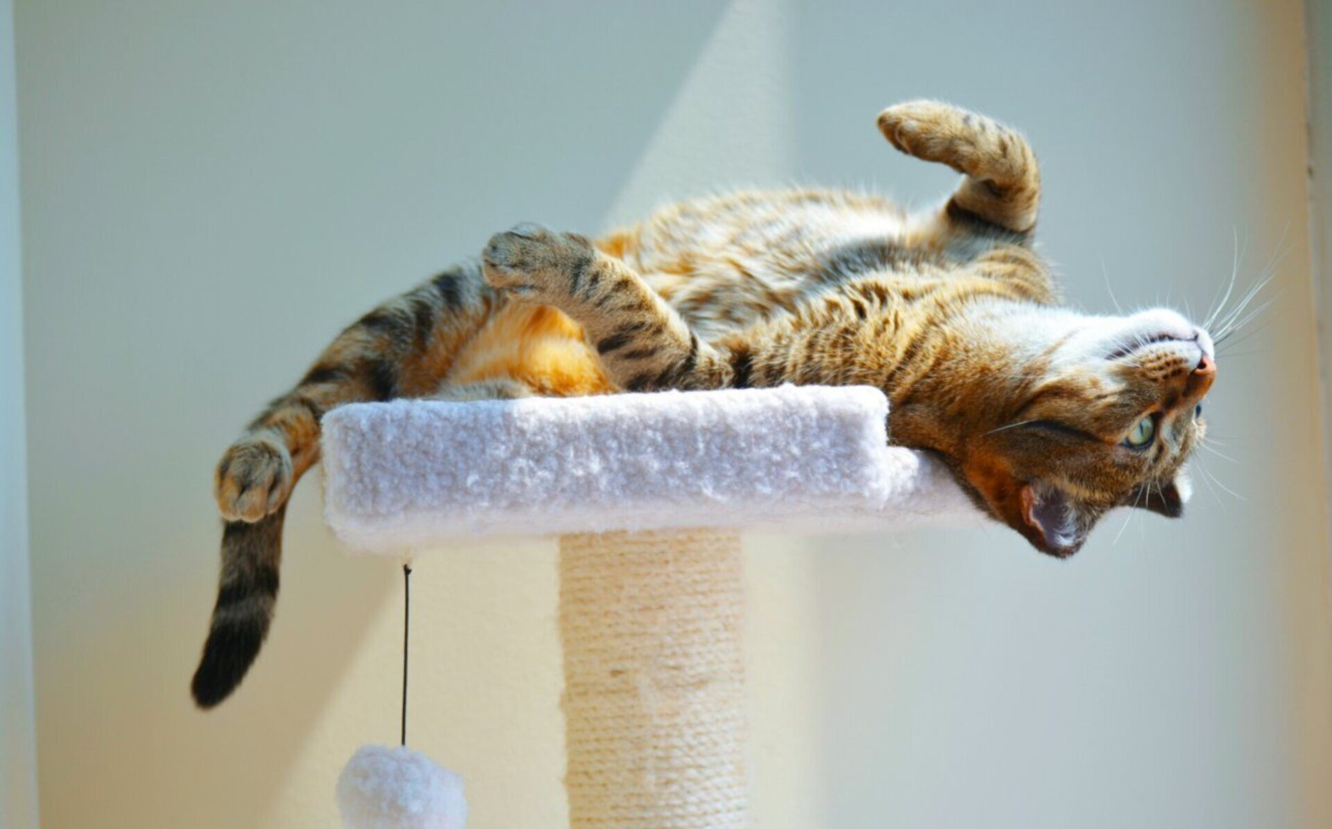 Очікується потепління: прогноз погоди на 20 грудня