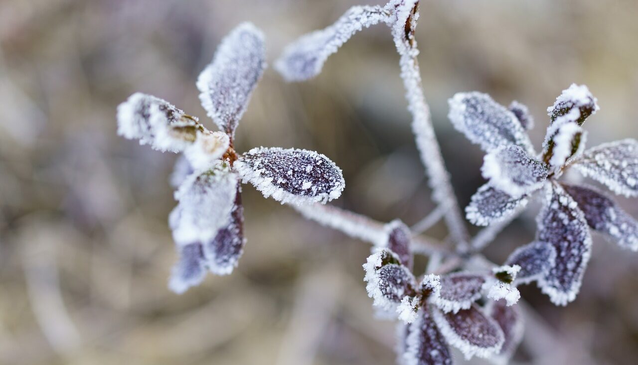 До 9 градусов мороза: прогноз погоды на 5 декабря