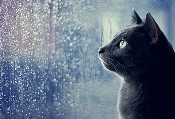 Дощі та аномальне тепло протримаються в Україні увесь наступний тиждень