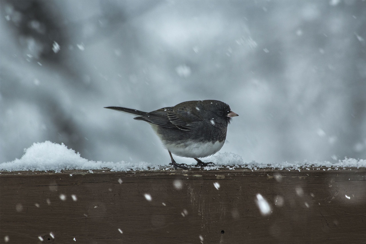 Коли очікувати потепління в Україні: синоптики дали прогноз