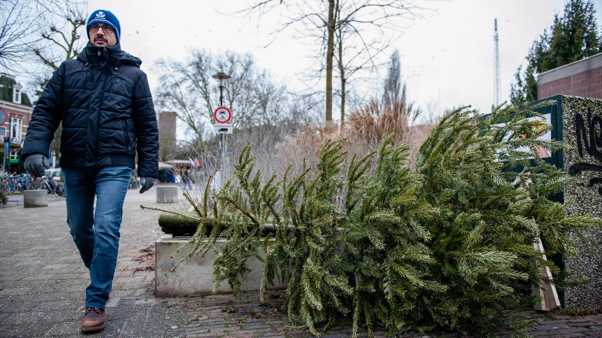 Куда сдать елку после новогодних праздников в Киеве