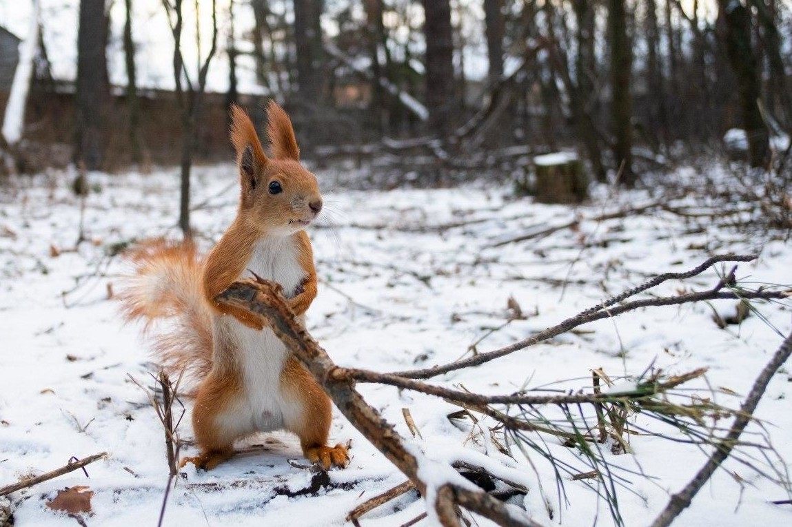 Україна потрапила в теплу зону з різноманітною погодою у січні - синоптик