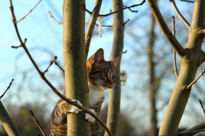 Тепла погода пануватиме в Україні до кінця тижня - синоптик
