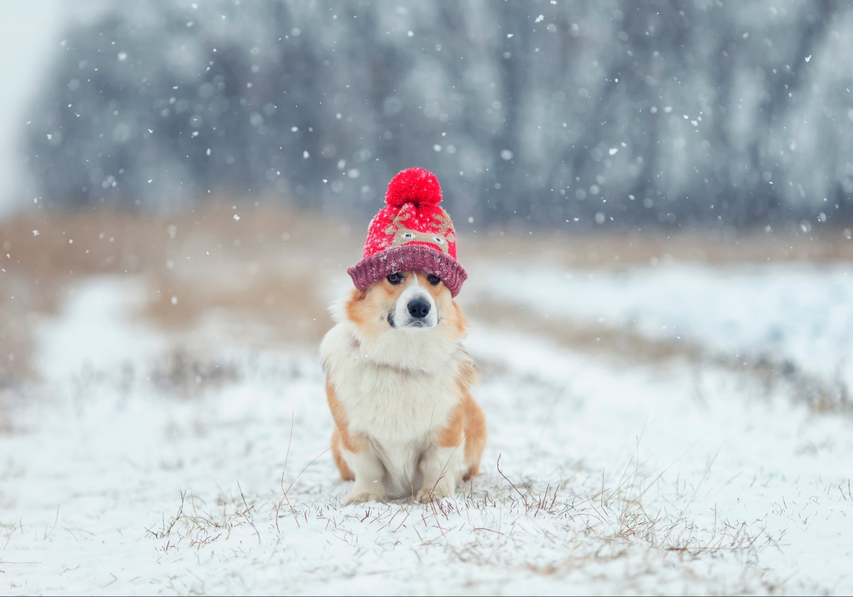 В Україні очікуються сильні морози до -21 градусу: синоптики попереджають про аномально холодний тиждень