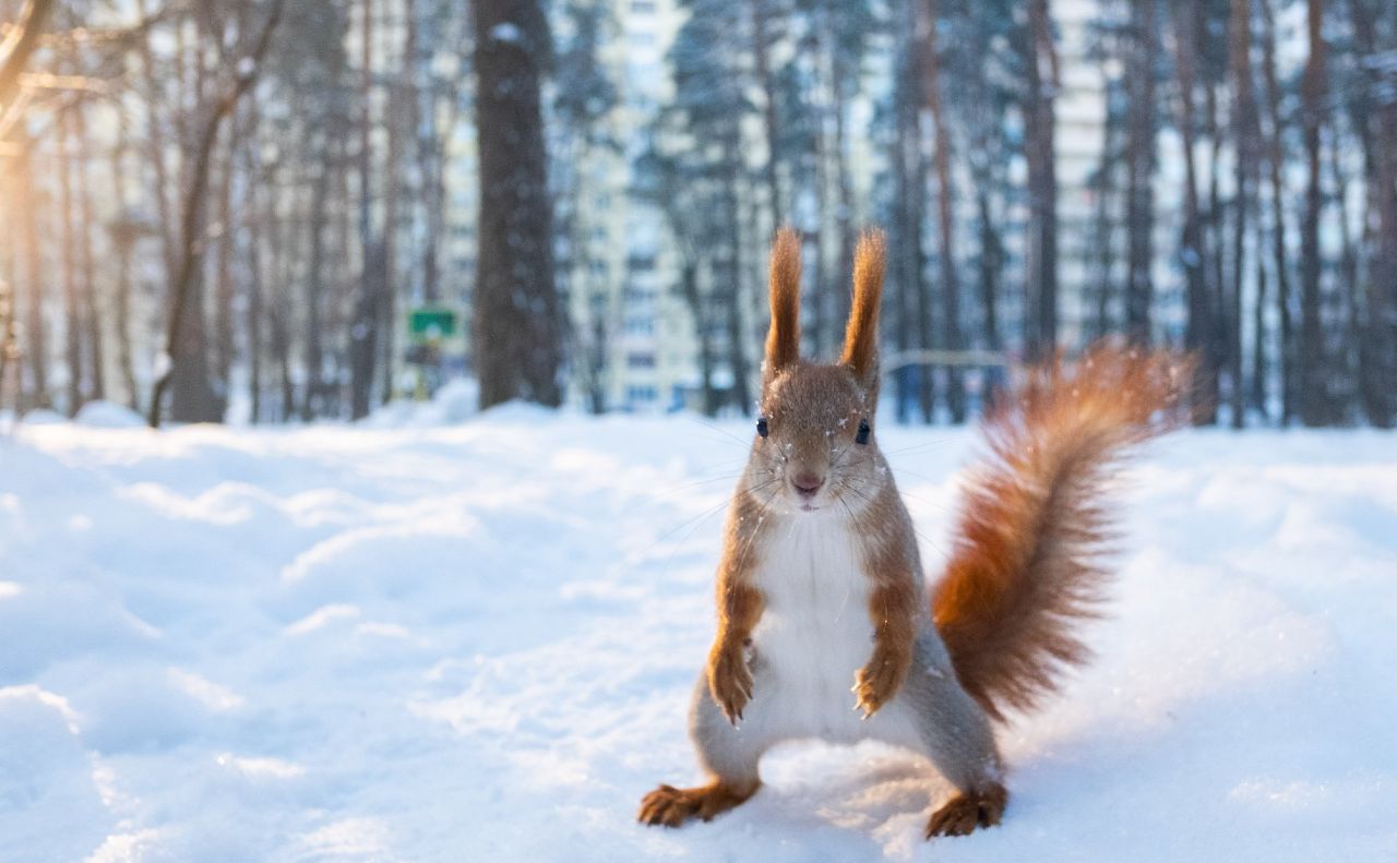 Морози не відступлять: синоптики розповіли, чого чекати від погоди в Україні найближчим часом