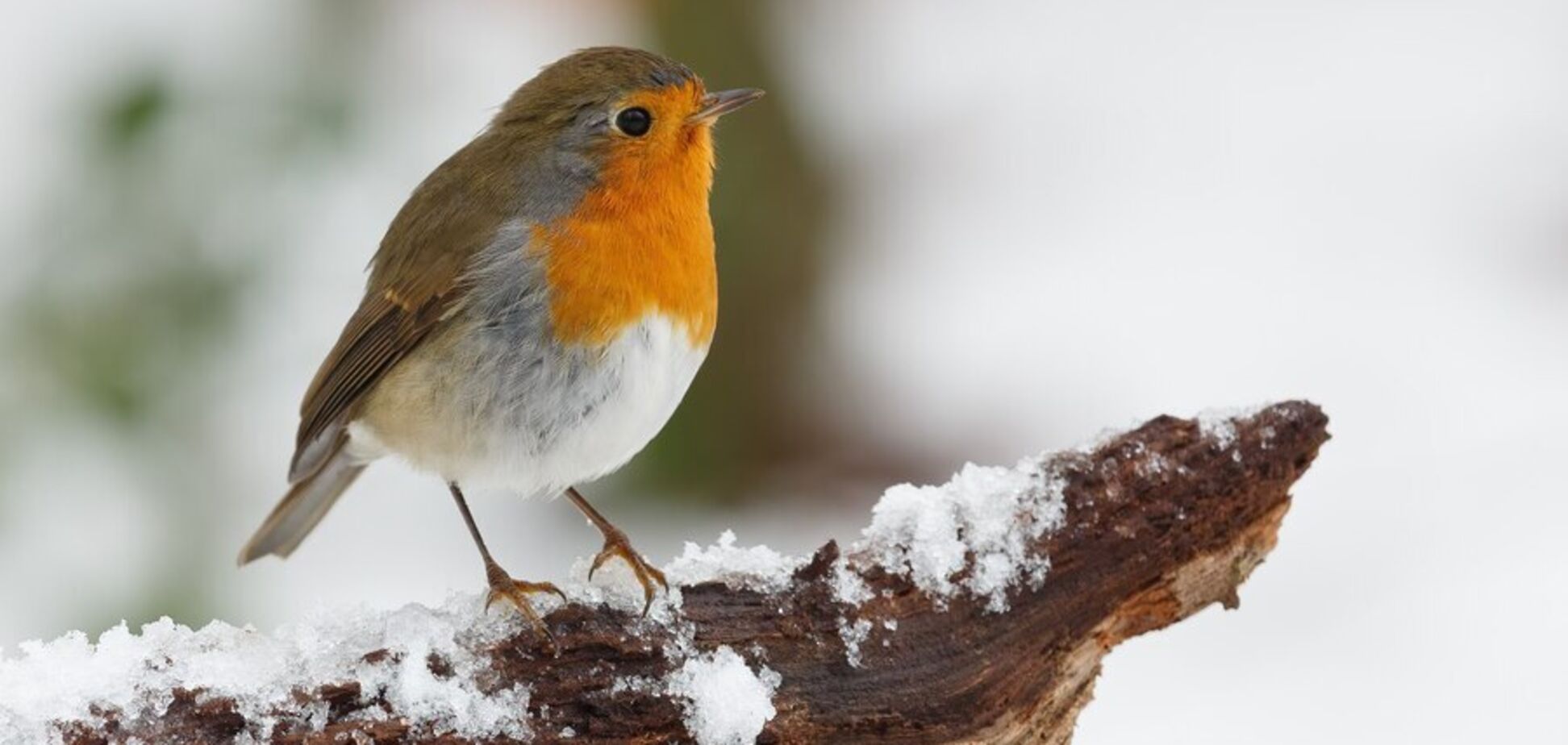 Погода 26 февраля: потепление на западе, морозы на востоке и севере