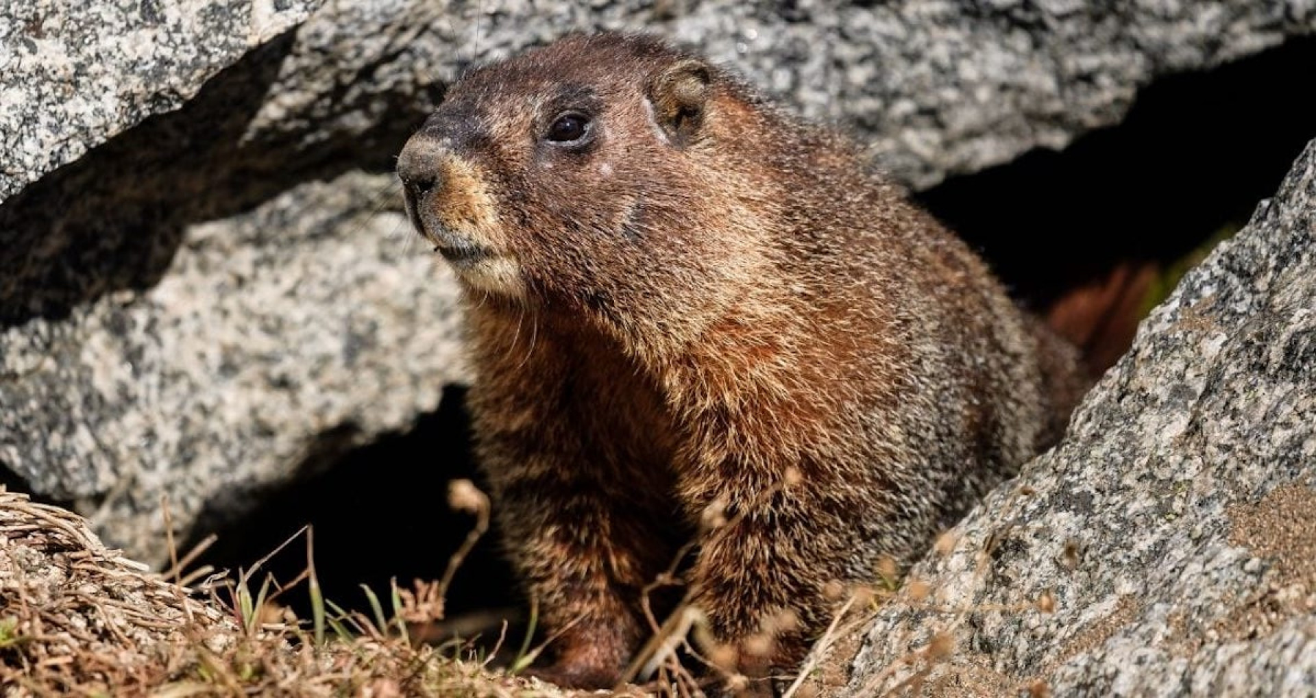 День бабака відзначають 2 лютого: що це за свято