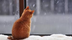 Морозы усиливаются: в Украине температура снизится до -8°