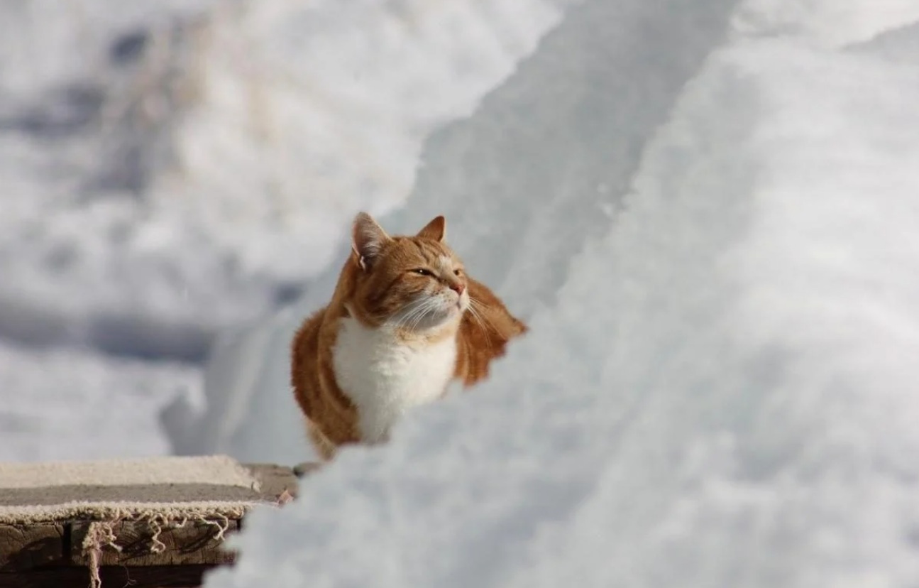 Украину накроет мороз и снег: синоптики предупредили об опасности 16 февраля