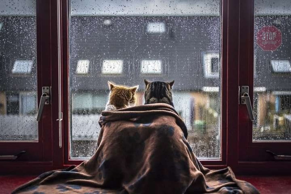 Сніг і дощ: якою буде погода в Україні 19 березня