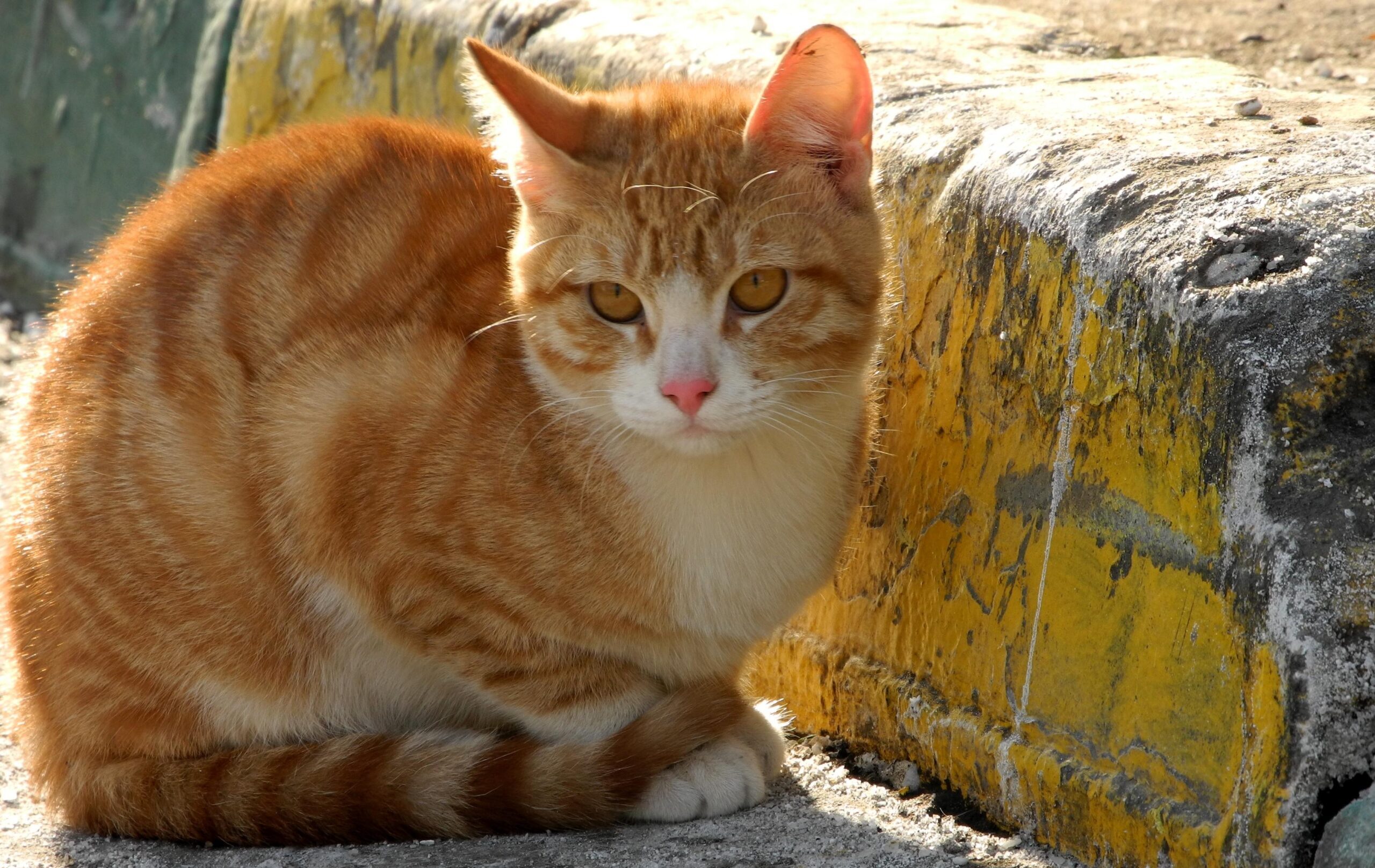 В Украине к концу недели температура поднимется до +18 градусов