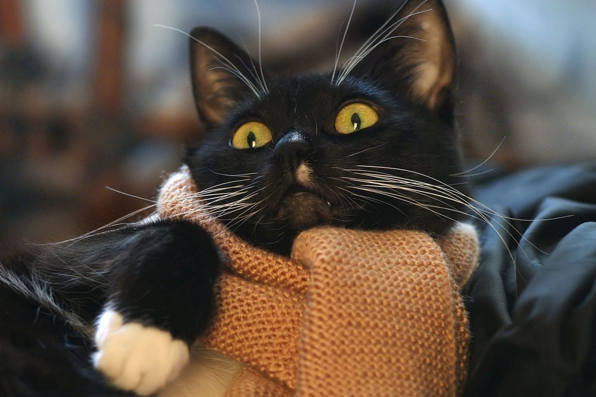 Аномальне потепління в Україні йде на спад: синоптики назвали дату похолодання