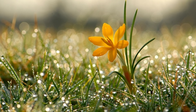 Подекуди вітер і дощ: якою буде погода 24 березня