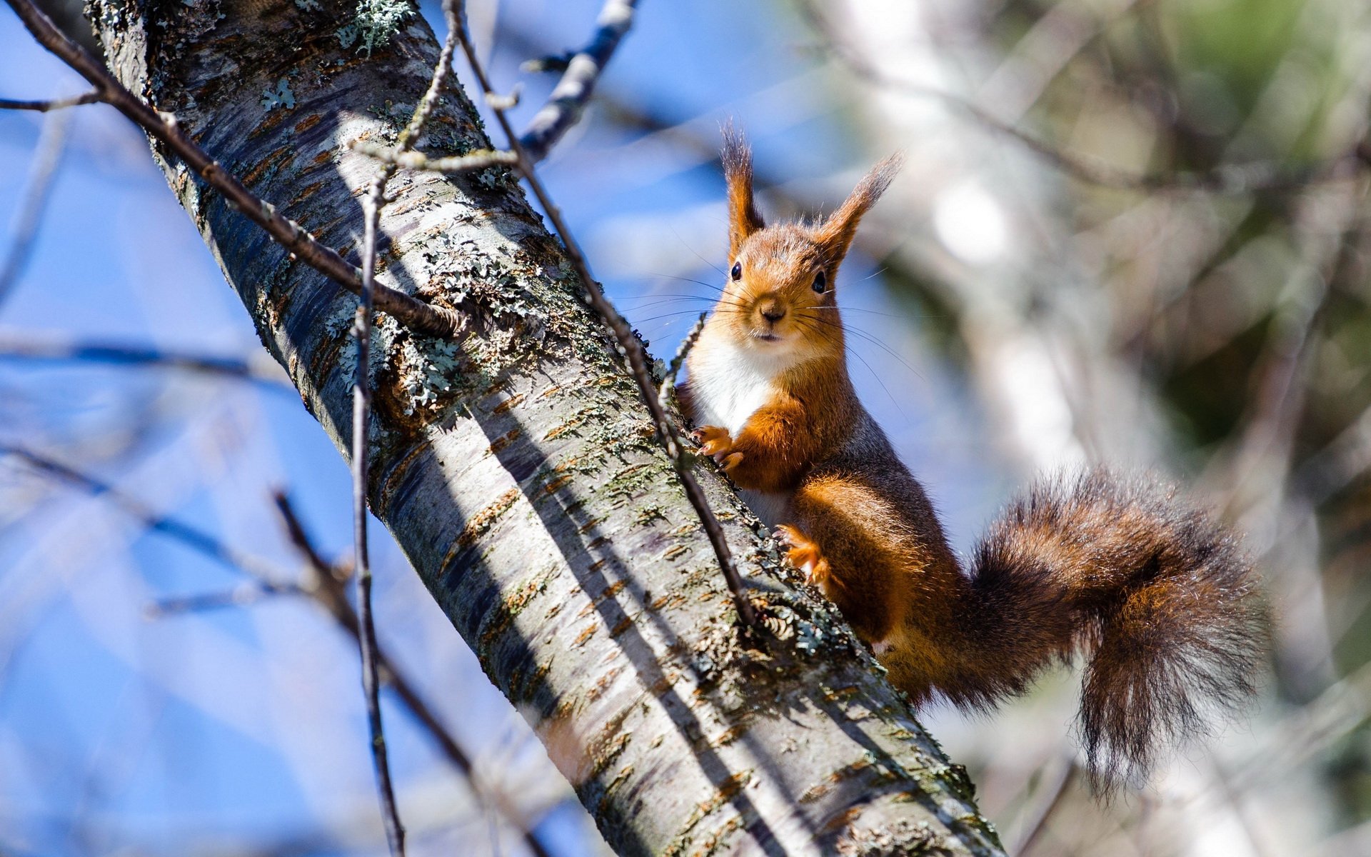 Весеннее тепло и штормовой ветер: какой будет погода в Украине 11 марта