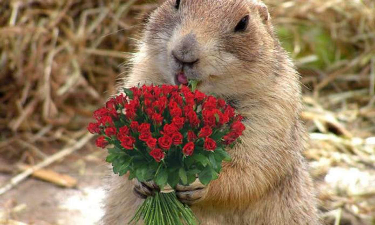 Какой будет погода в Украине 8 Марта - прогноз синоптиков