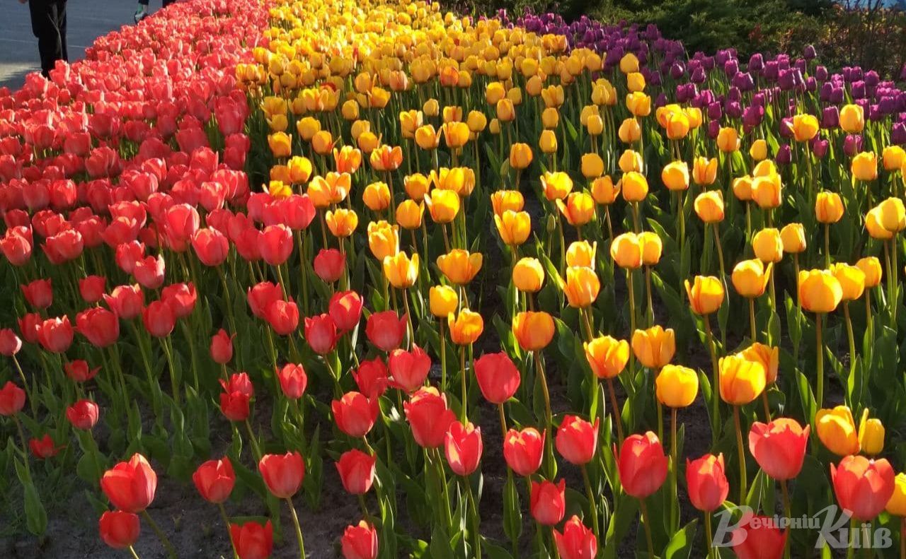 Яке свято 8 березня та хто відзначає сьогодні іменини