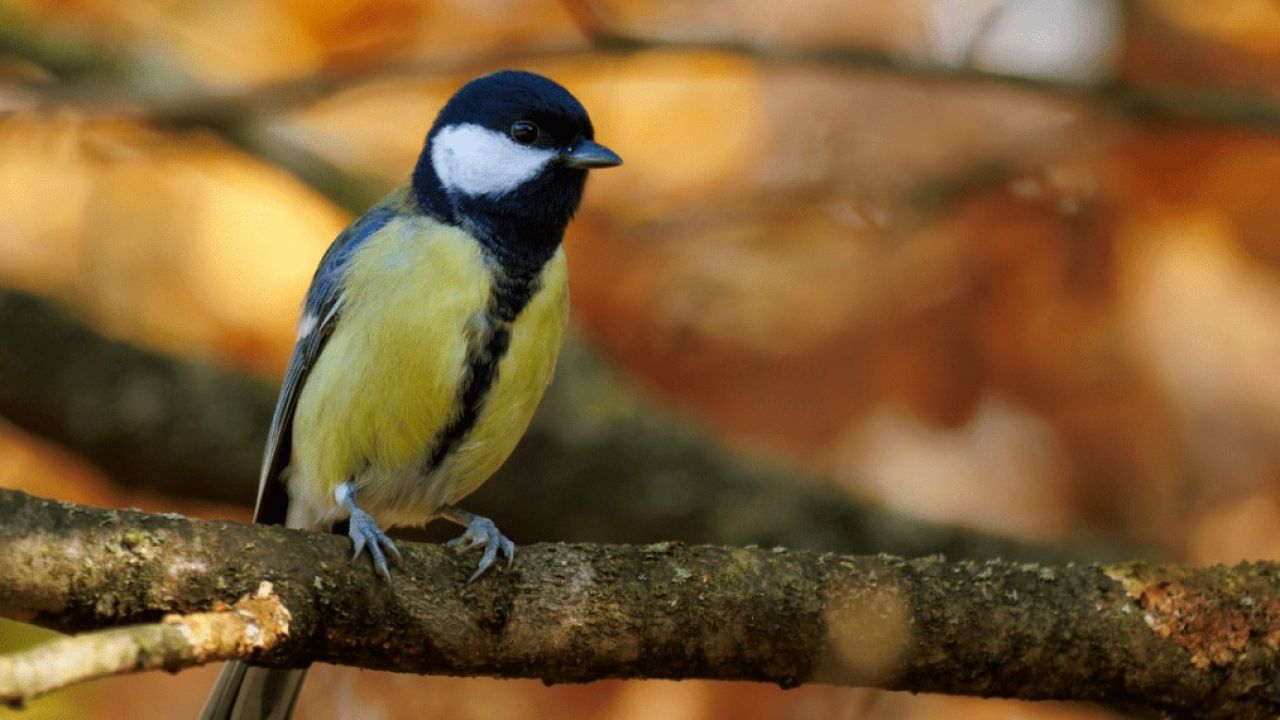 Солнечно, тепло, но с облаками: прогноз погоды в Украине на 21 марта