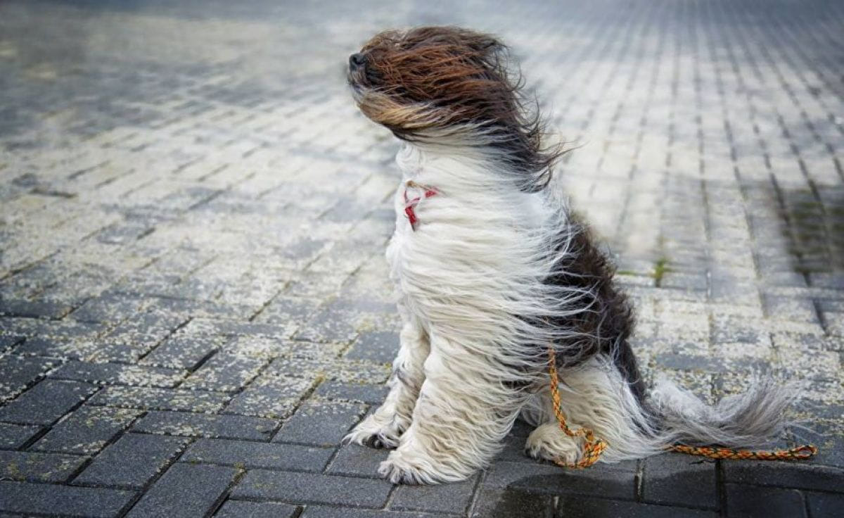 В Украину возвращается штормовой ветер: синоптики предупредили об опасной погоде 6 марта
