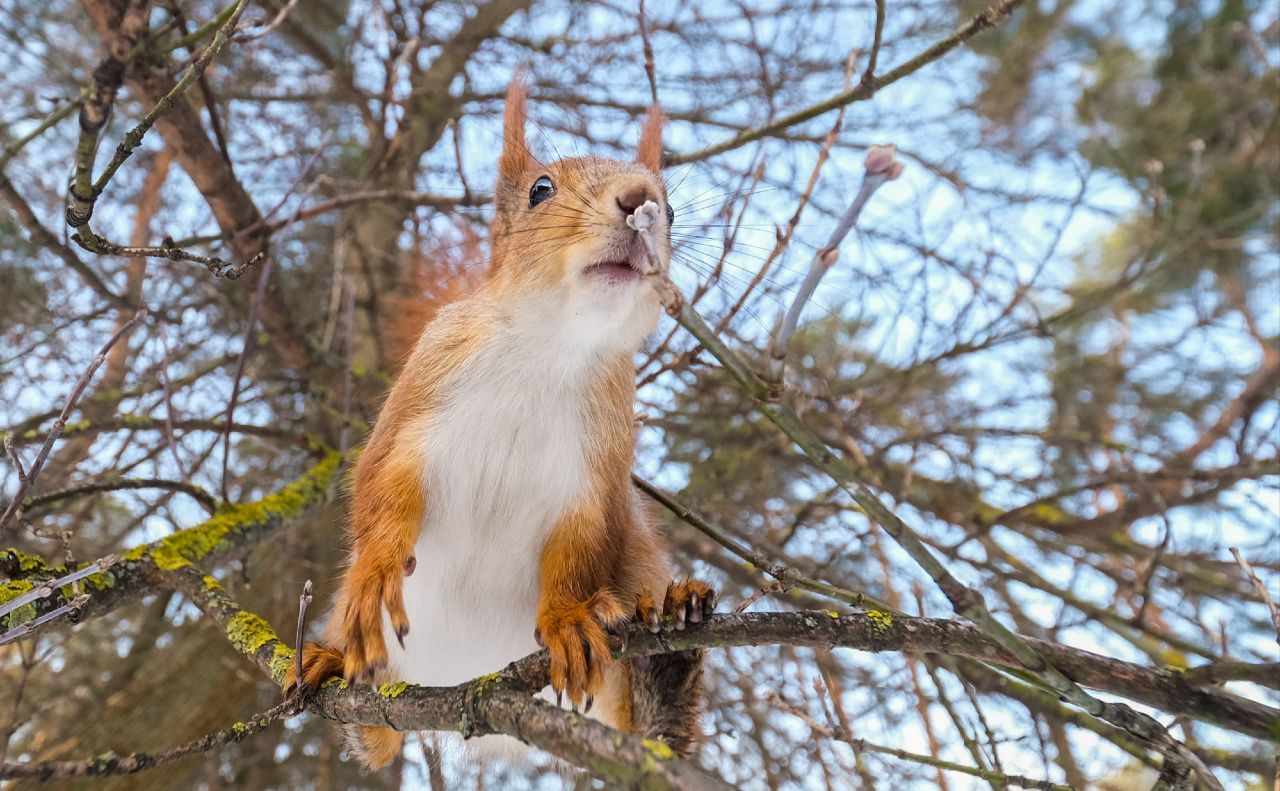Украину 14 марта накроет весеннее тепло: до +22°C, но местами дожди и сильный ветер