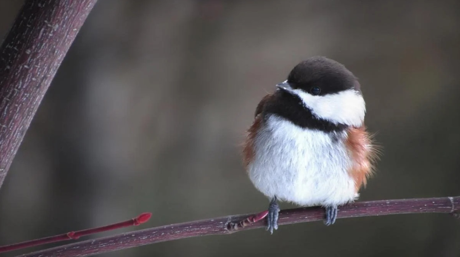 Березень 2025 року буде теплішим за норму, але з нестачею опадів – прогноз синоптиків