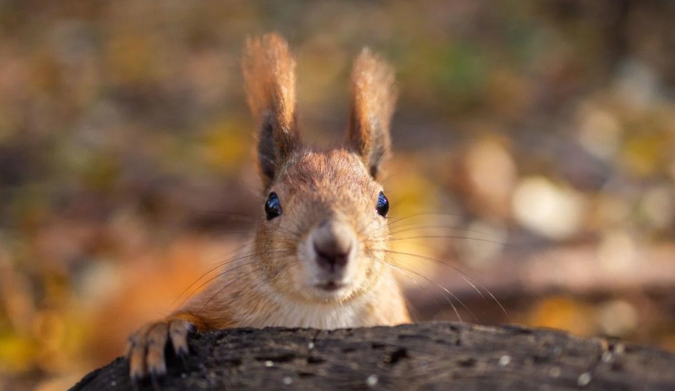 В Украине идет потепление: 9 марта синоптики прогнозируют до +18°C