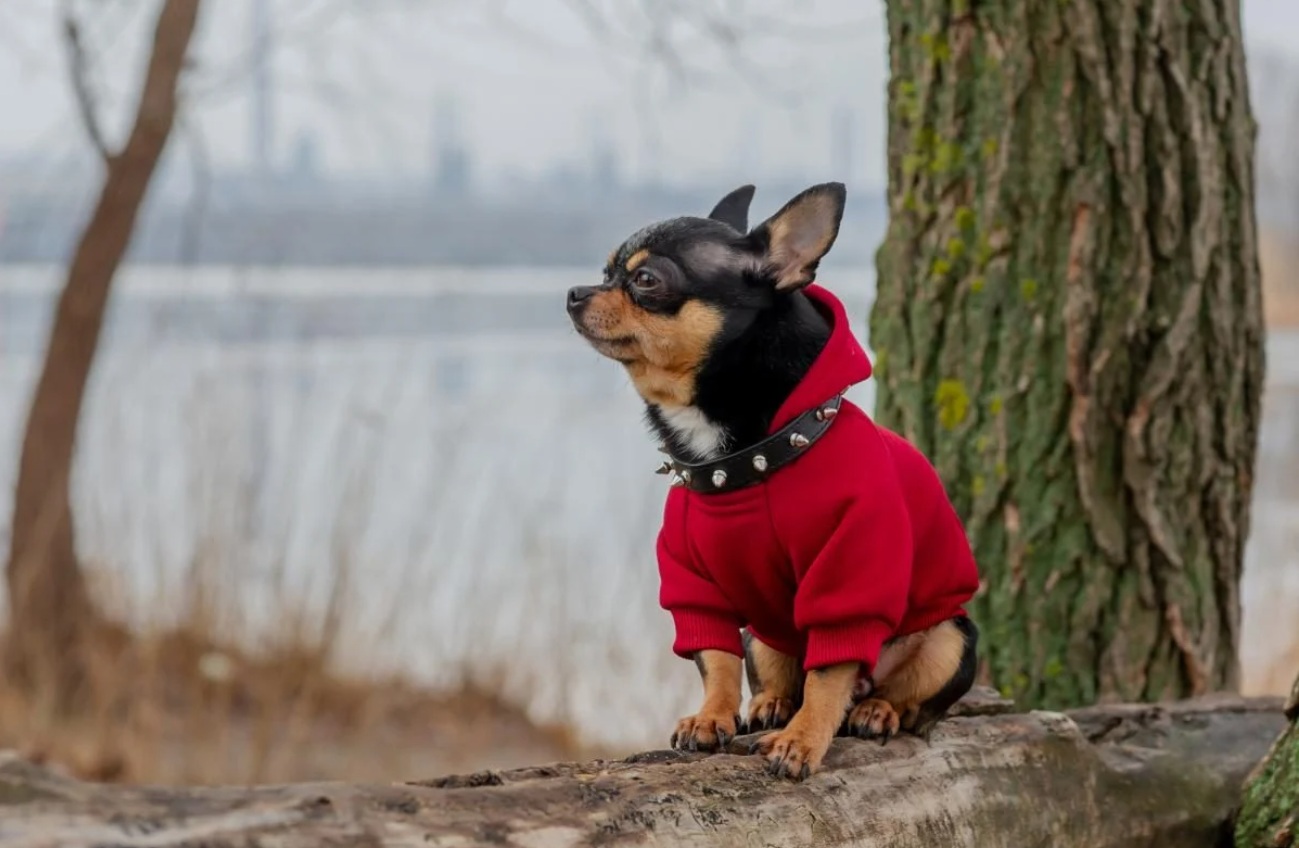 В Украине идет резкое похолодание: синоптики предупредили о заморозках