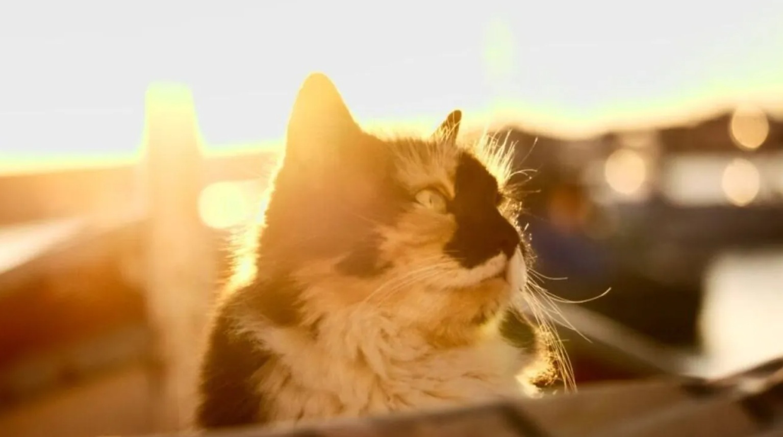 Весеннее тепло в Украине: до +20°C, но с дождями и ветром