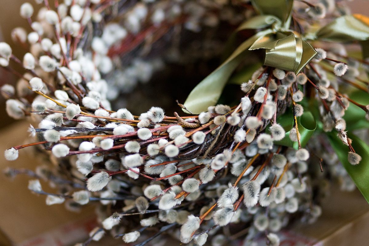 Что делать с освященной вербой после того, как она засохнет: советы священника