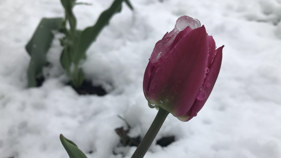 Україну засипало снігом: квітневі примхи погоди вже відчули на заході та в центрі України