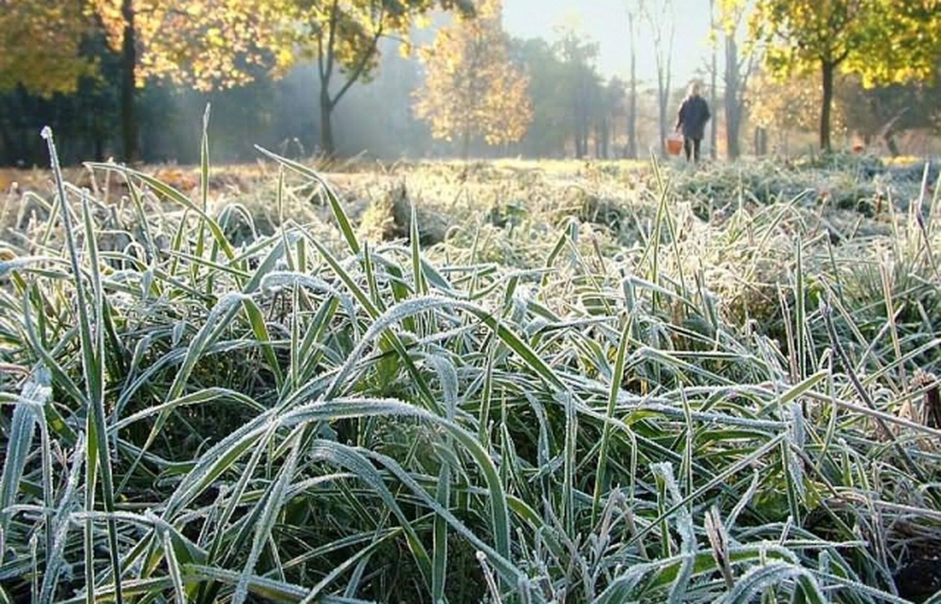 Днем заморозки ночью и тепло: синоптики рассказали, какой будет погода в Украине 28 апреля