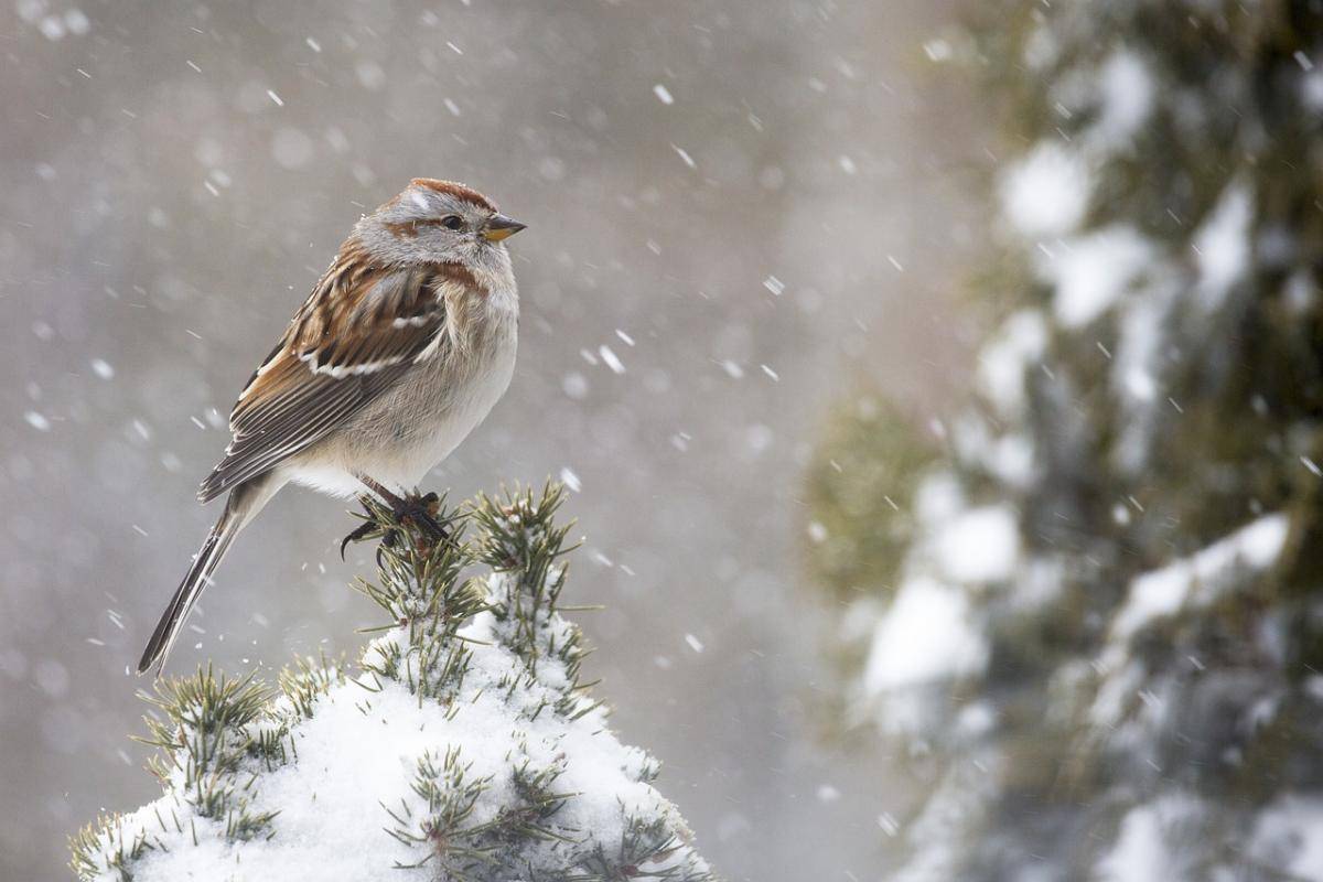 Заморозки й мокрий сніг: якою буде погода в Україні 11 квітня