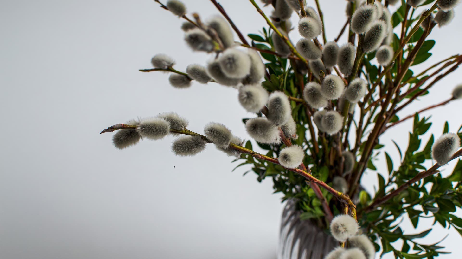 Украину у Вербное воскресенье ждут резкие погодные контрасты: от ночных -8°C до дневных +18°C