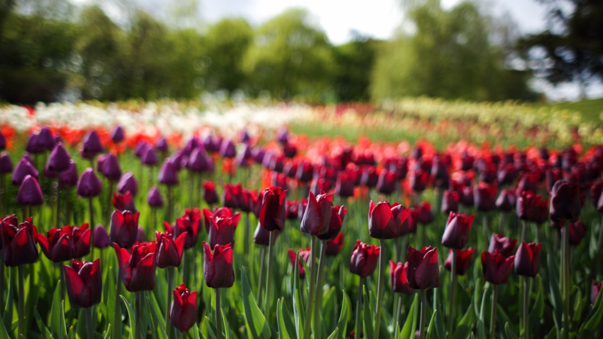 Метеорологическое лето придет в Украину уже в мае: синоптики прогнозируют теплый старт сезона с дождями