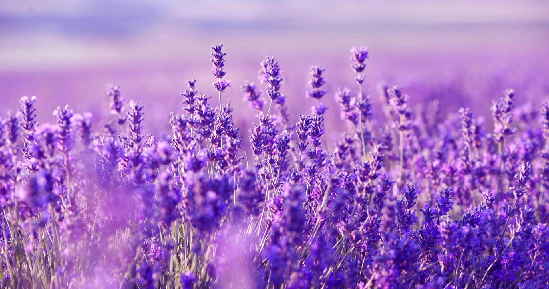 Как ухаживать за лавандой и нужно ли ее обрезать весной: советы садоводам