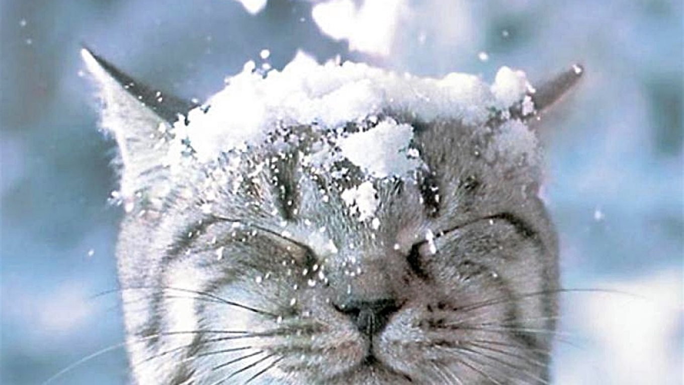 Синоптики попереджають про заморозки, сильний вітер і навіть сніг